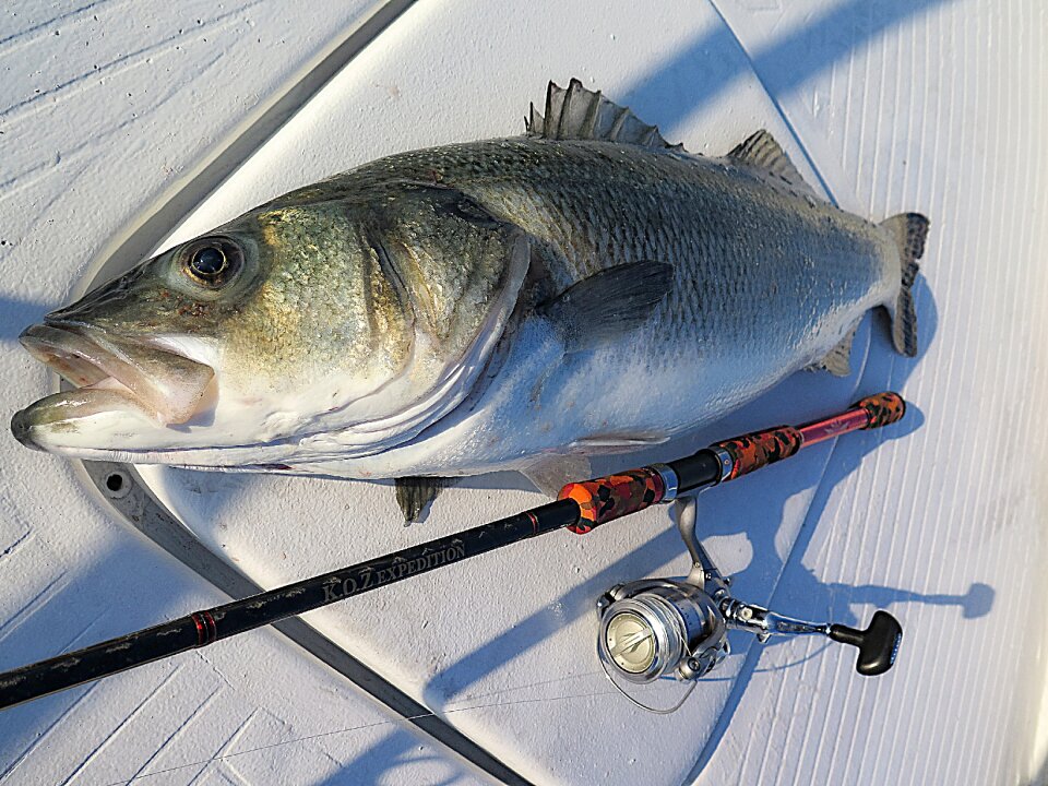 Sea traditional fishing meals