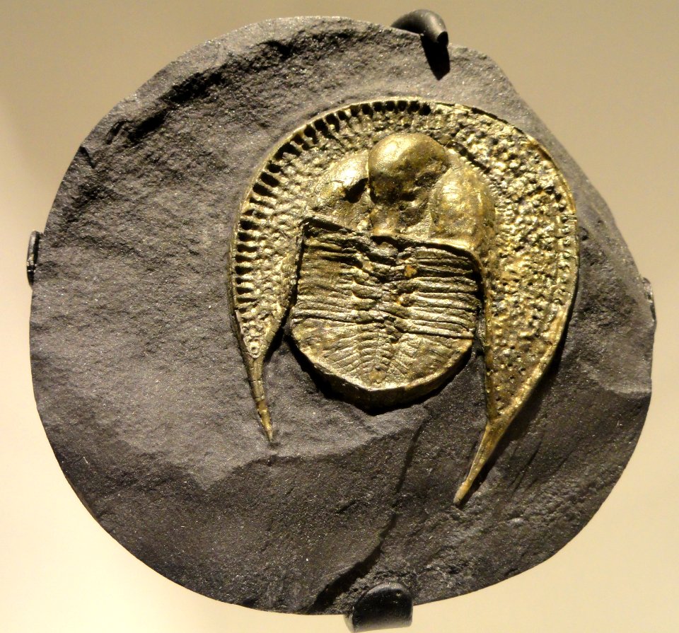 Declivolithus alfredi, Late Ordovician (Caradocian), Mecissi, Morocco - Houston Museum of Natural Science - DSC01538