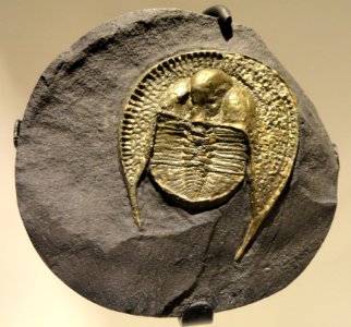Declivolithus alfredi, Late Ordovician (Caradocian), Mecissi, Morocco - Houston Museum of Natural Science - DSC01538 photo