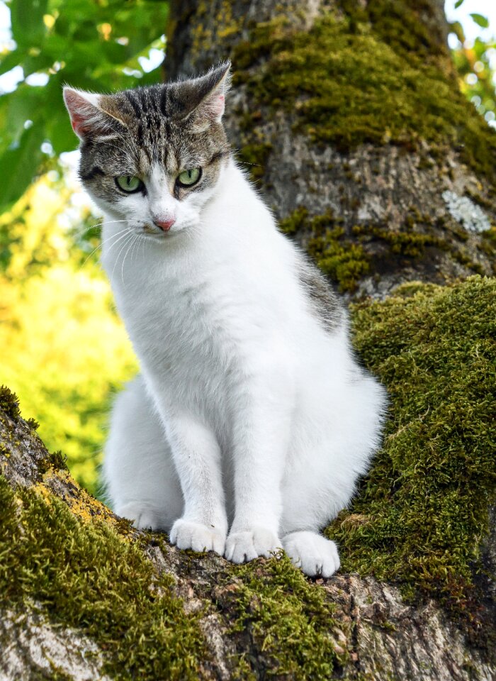 Cat tree green