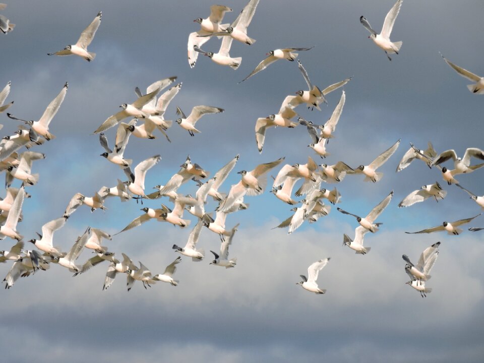 Freedom flying wildlife