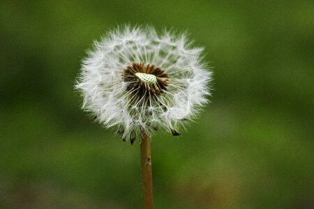 Spring garden plant photo