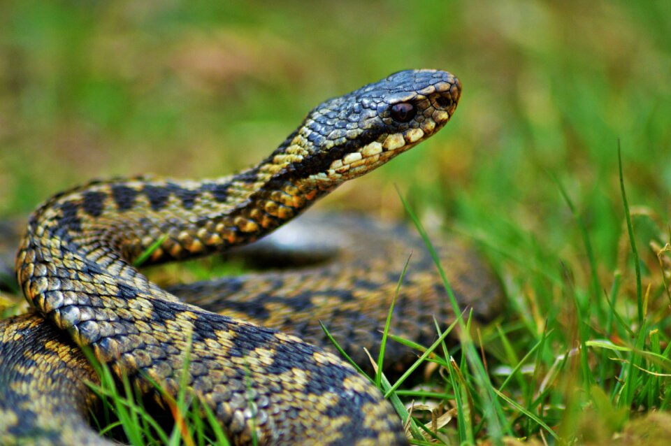 Adder wildlife nature