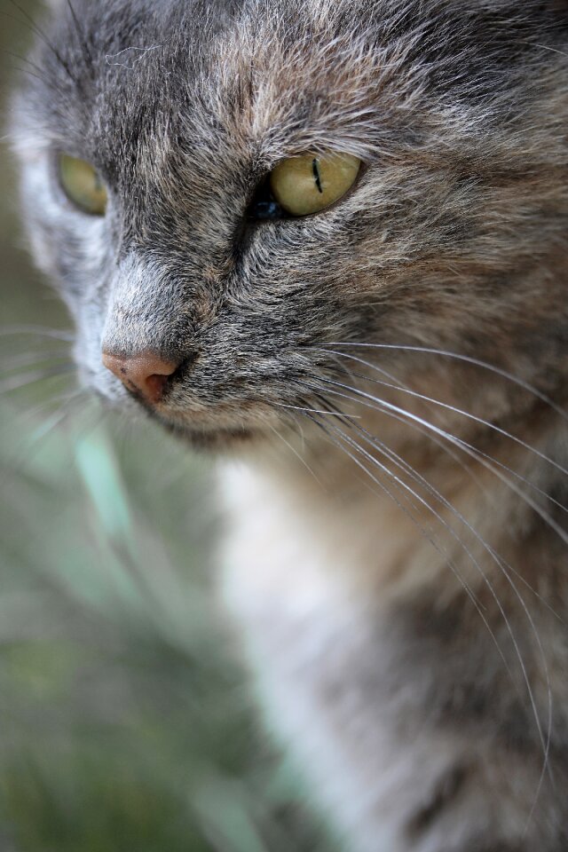 Cute pets animal portrait