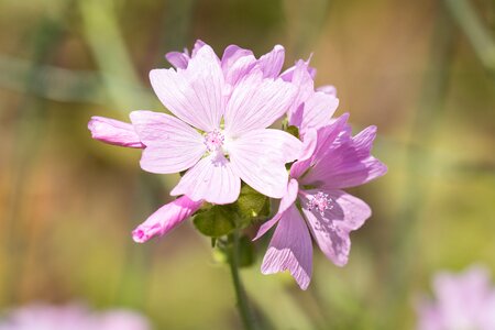 Pink flower flowers pink flowers photo