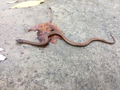 Dekay's Brownsnake Durham NC