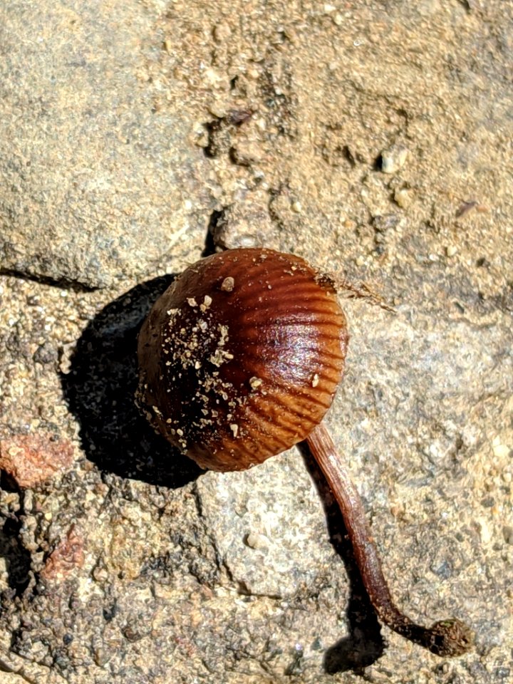 Deconica montana 33622293