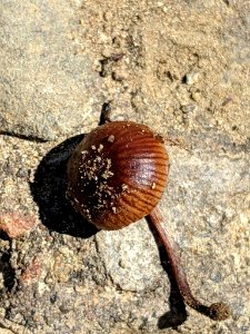 Deconica montana 33622293