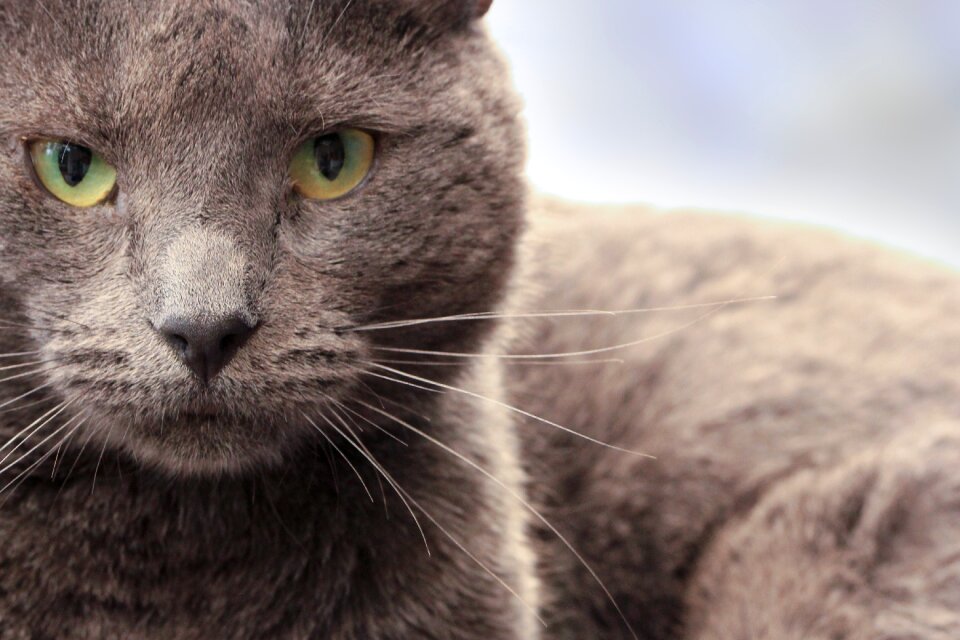Gray pet animal