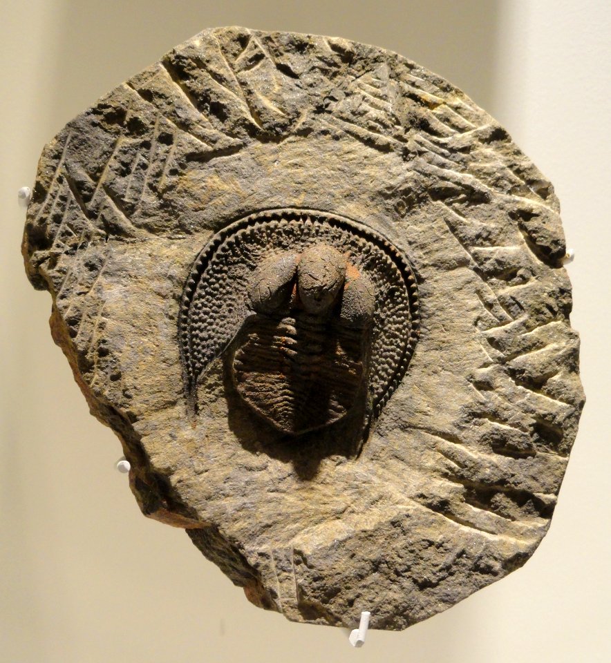 Declivolithus alfredi, Late Ordovician, Mecissi, Morocco - Houston Museum of Natural Science - DSC01566
