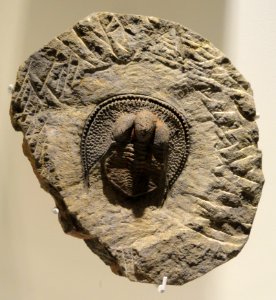 Declivolithus alfredi, Late Ordovician, Mecissi, Morocco - Houston Museum of Natural Science - DSC01566 photo