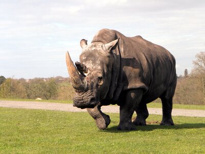 Safari white rhino zoo photo