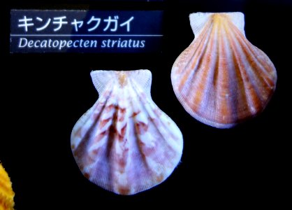 Decatopecten striatus - National Museum of Nature and Science, Tokyo - DSC06781-001