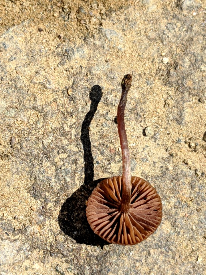 Deconica montana 33622296