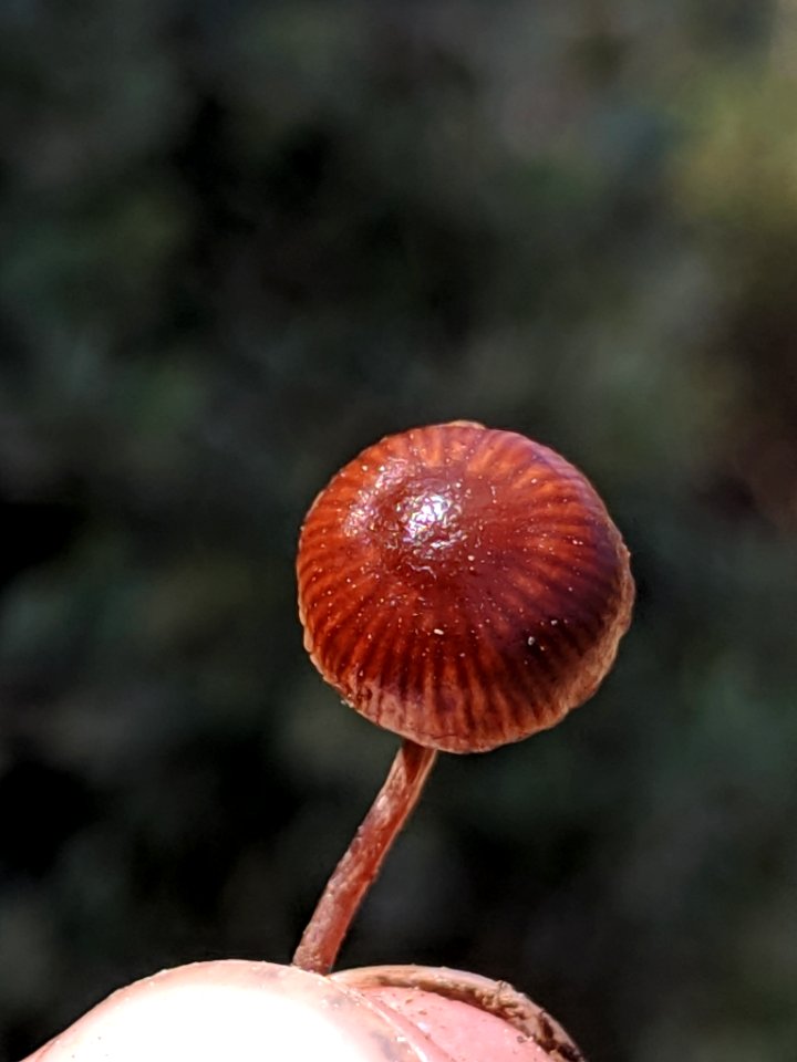 Deconica montana 33622287