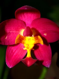 Violet flora growth