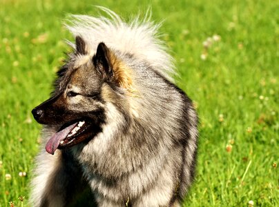 Dog breed pet fur photo