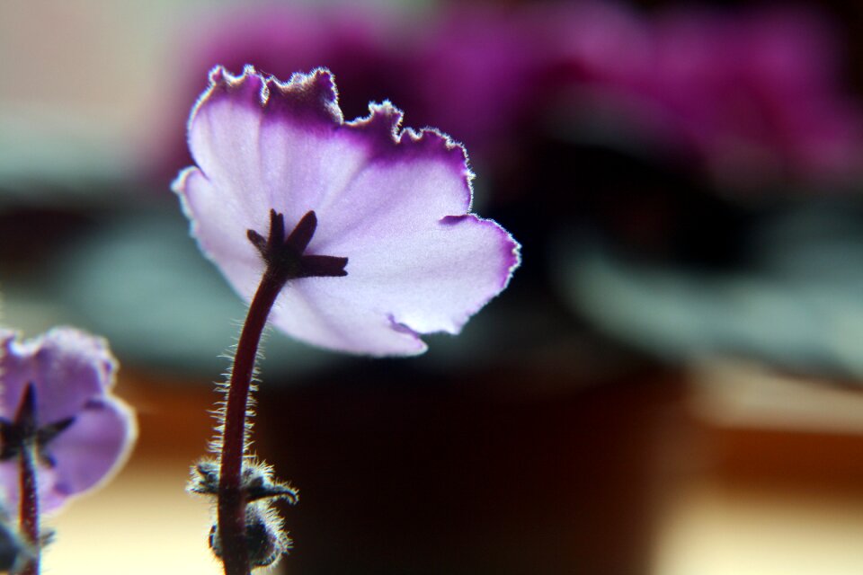 Lighting effect flower indoor plant