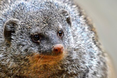 Meerkat zoo mammal