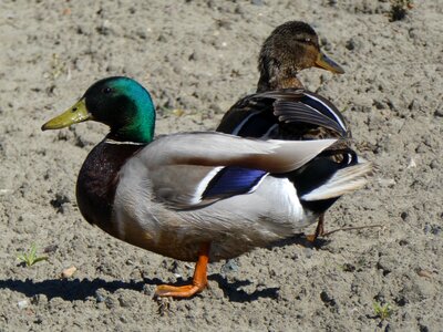 Duck nature animals