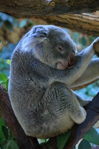 Relax animal world sweet