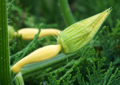Gourd yellow garden