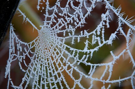 Frosty web spider web