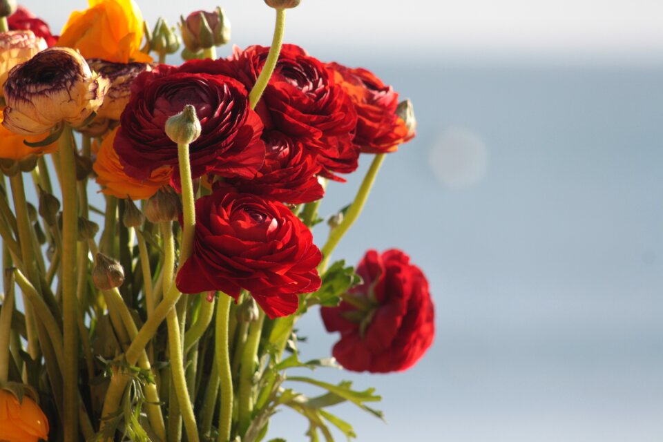 Red flowers bouquet summer flowers
