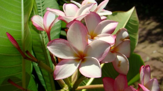 Plumeria the far east hkust summer