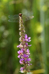 Loosestrife wetlands near shore