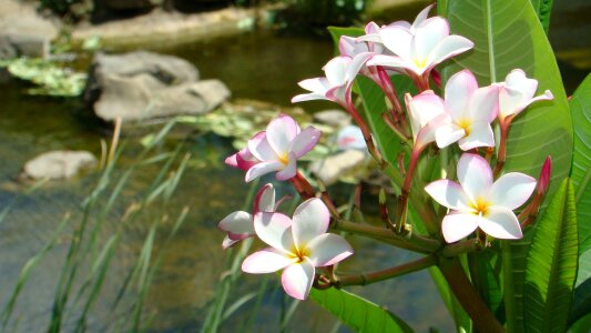 Plumeria the far east hkust summer