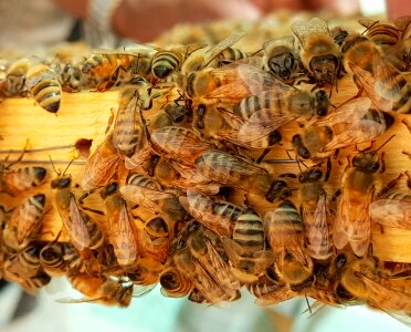 Honeybees wax hive