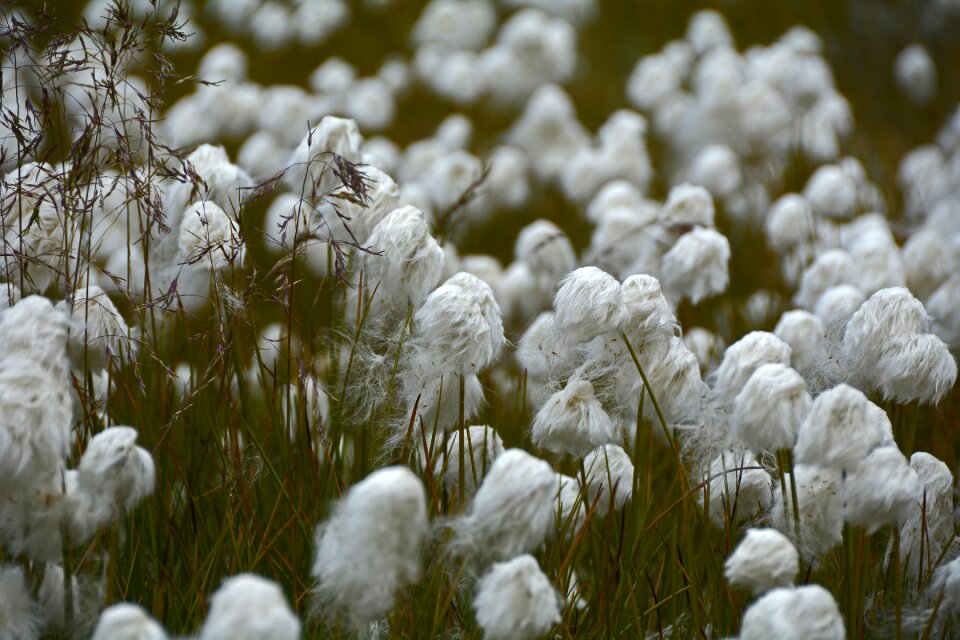 Cyperaceae stengel grass