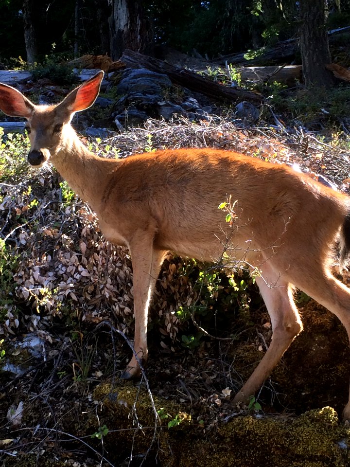 Deer near Oregon Caves