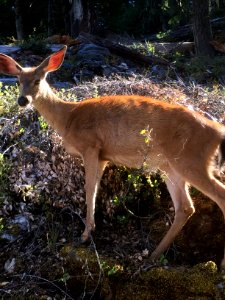 Deer near Oregon Caves