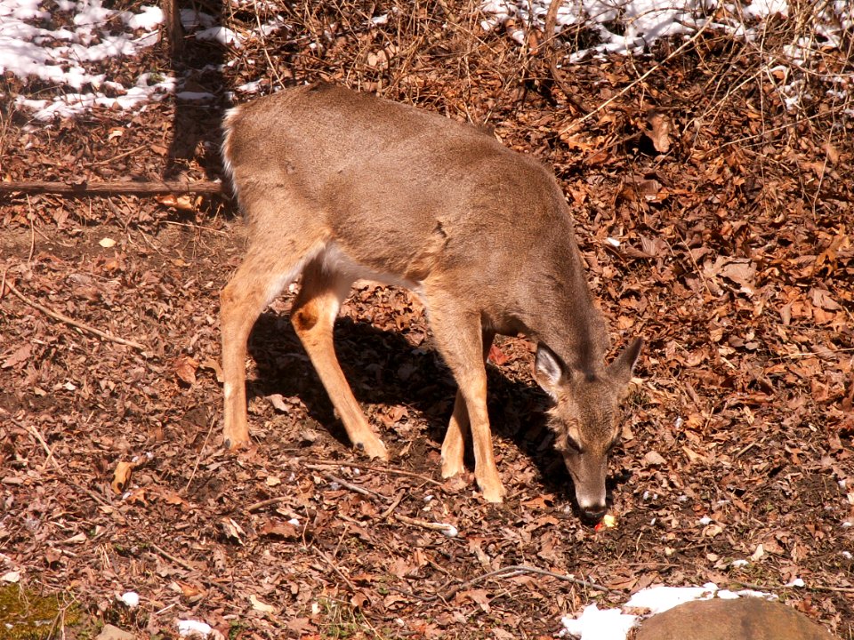 Deer, Mount Lebanon, 2015-02-20, 01