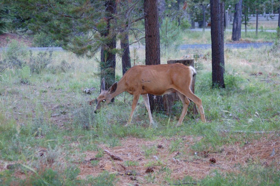 Deer in Sunriver (2)