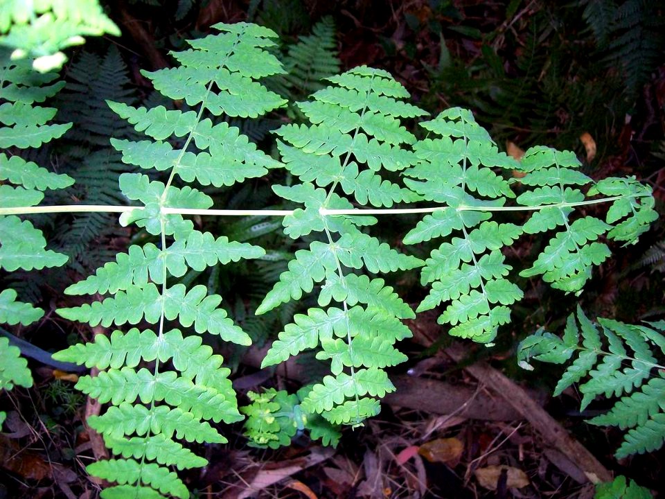Deeply lobed fern with opposite fronds Dee Why