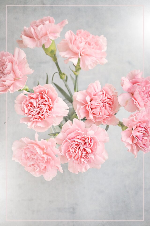 Pink flowers cut flowers from above