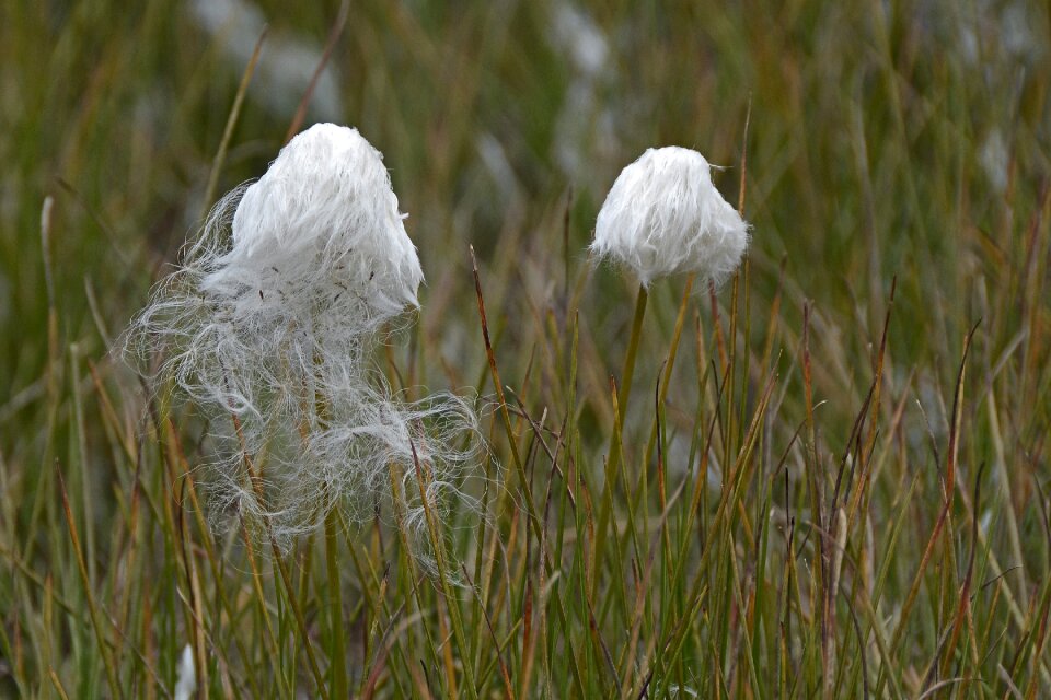 Cyperaceae stengel grass