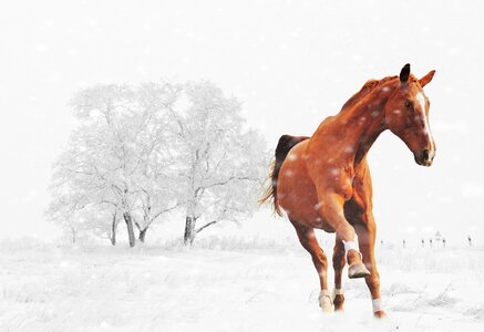 Snow animal nature