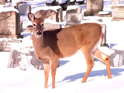 Deer, Allegheny Cemetery, 2015-01-28, 03