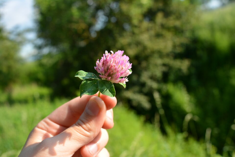 Red clover pointed flower keep