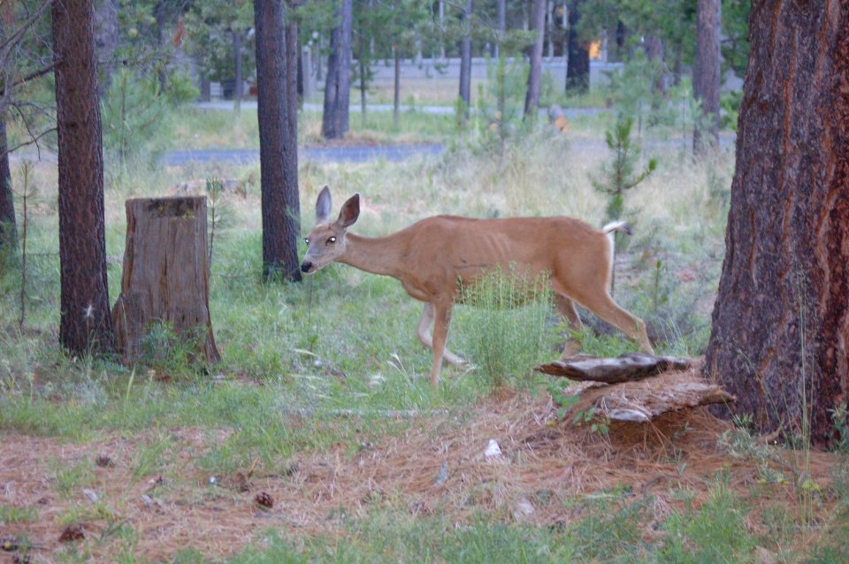 Deer in Sunriver