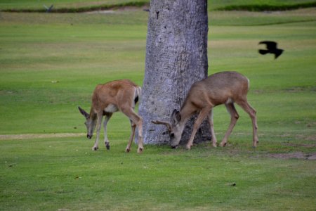 Deer (1) with crow in background