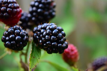 Fruit nature eat