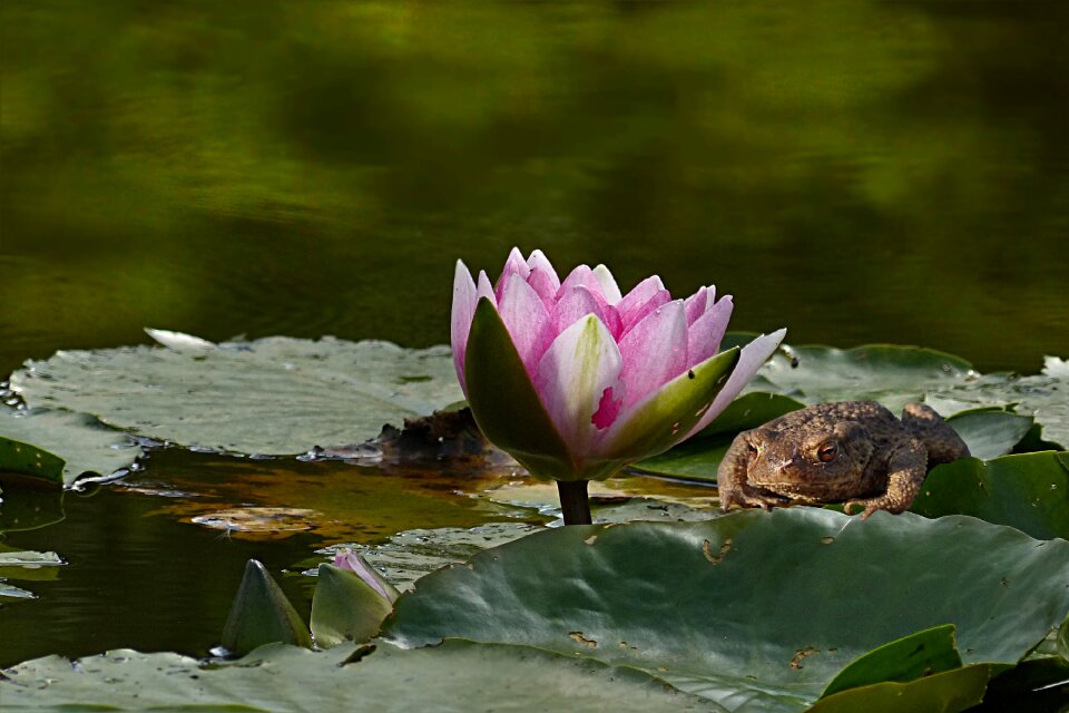 Nymphaea purple animal