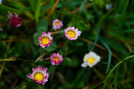 Bloom bellis philosophy red