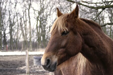 Brown horse horse head animal