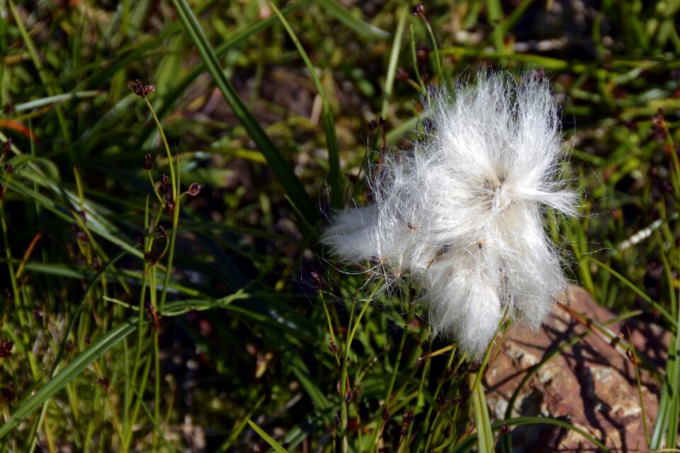 Cyperaceae stengel grass